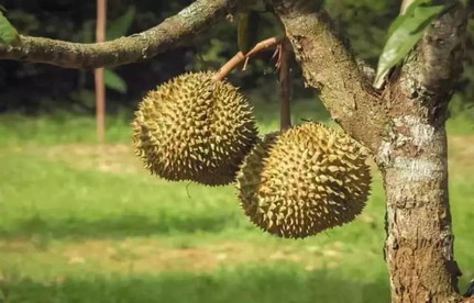 水果进口报关：马来西亚榴莲进口清关费用及注意事项