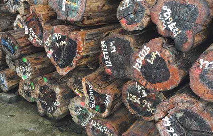 广州清关：南美铁豆木原木进口清关操作流程